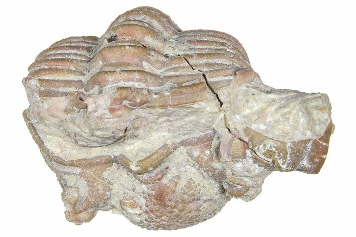 Bargain, Enrolled Chasmops Praecurrens Trilobite - Russia #363260